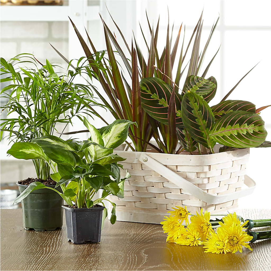 Florist Designed Blooming and Green Plants in a Basket – Savannah Flower Market, Savannah GA