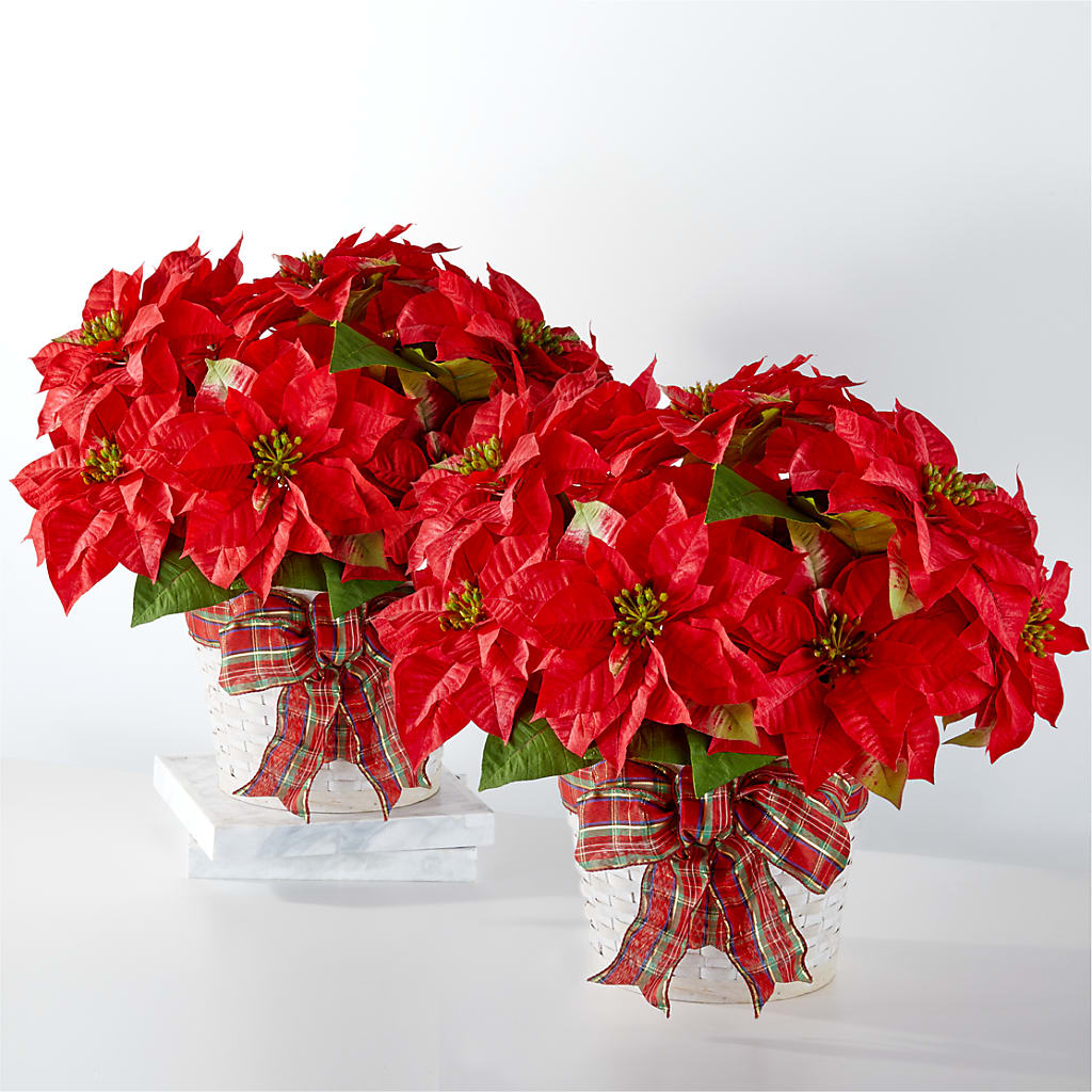 Happiest Holidays Poinsettia Bundle – Savannah Flower Market, Savannah GA