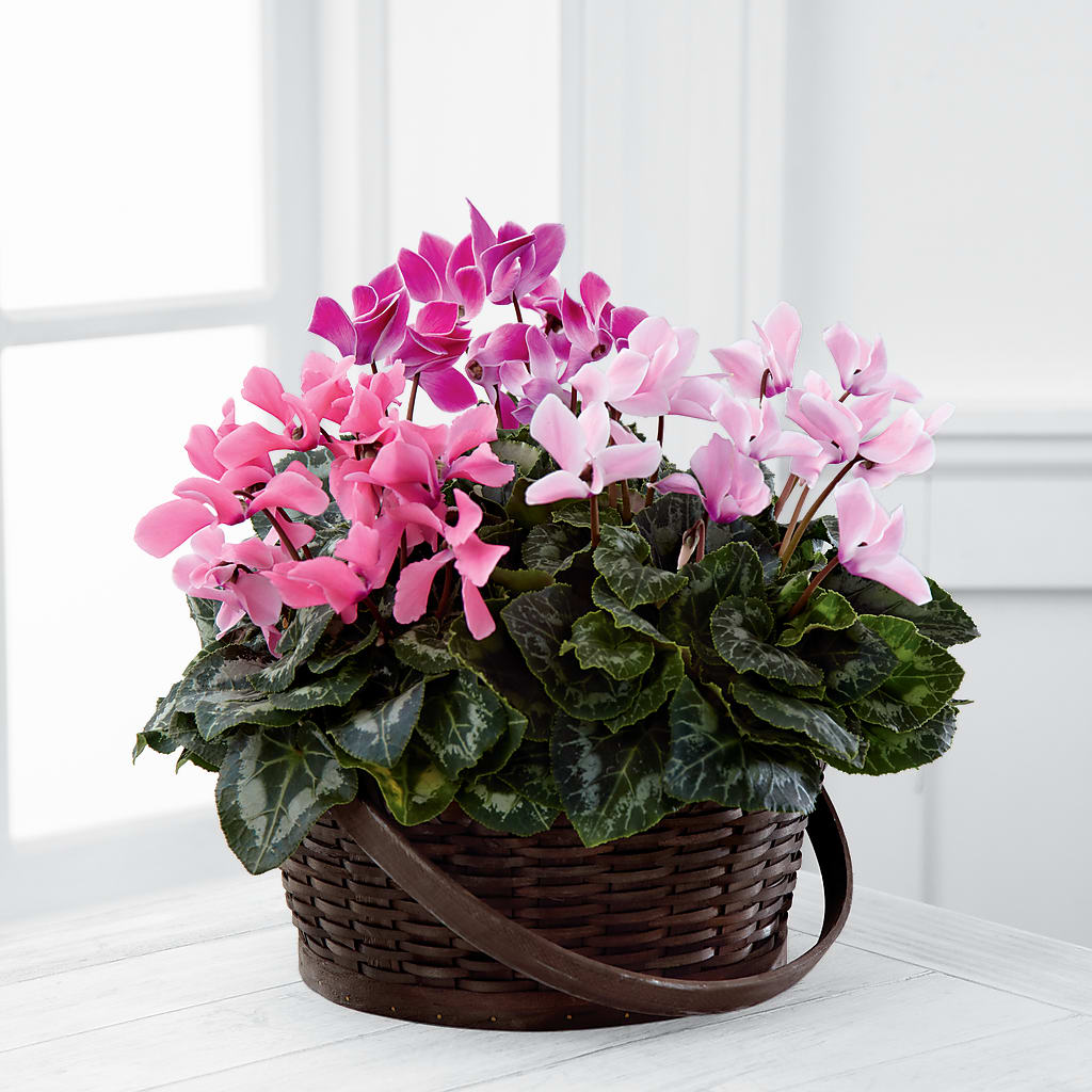 Mixed Cyclamen Planter – Savannah Flower Market, Savannah GA