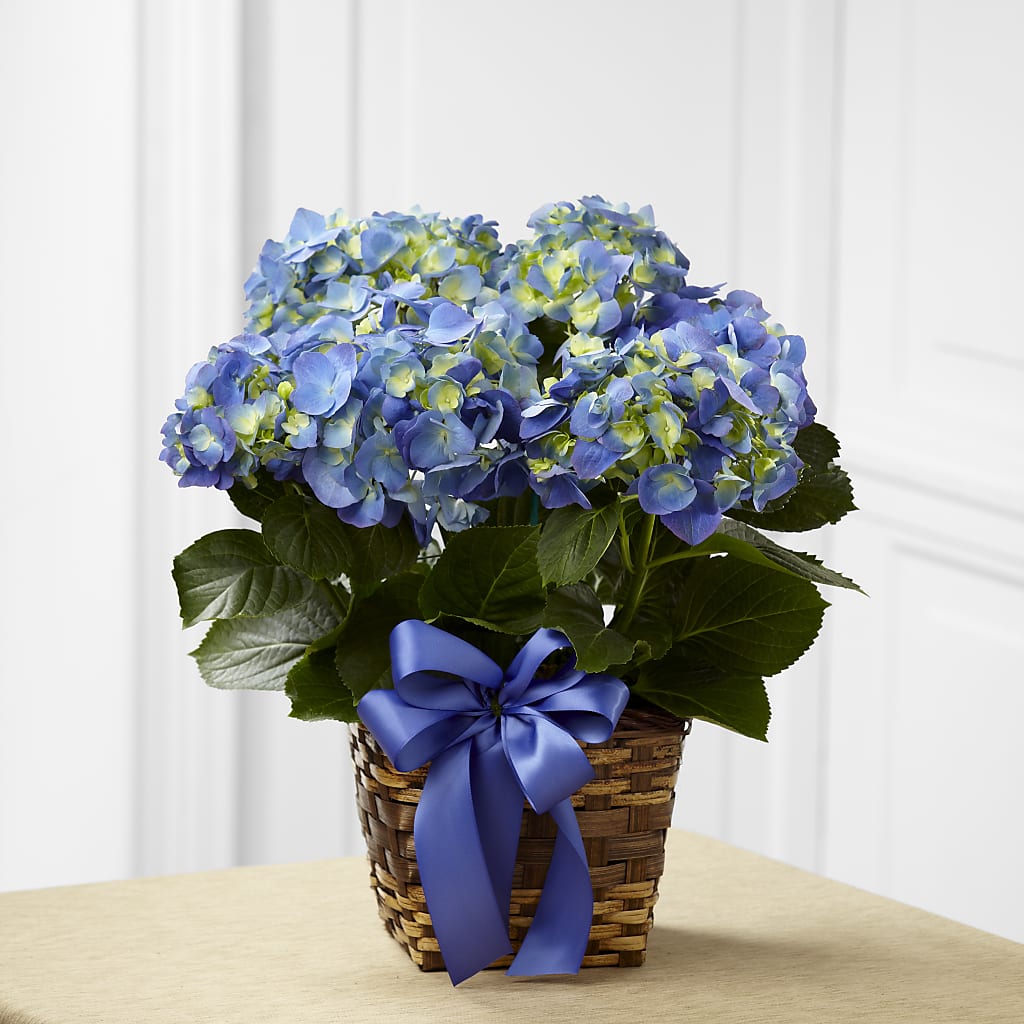 Blue Hydrangea Planter – Savannah Flower Market, Savannah GA