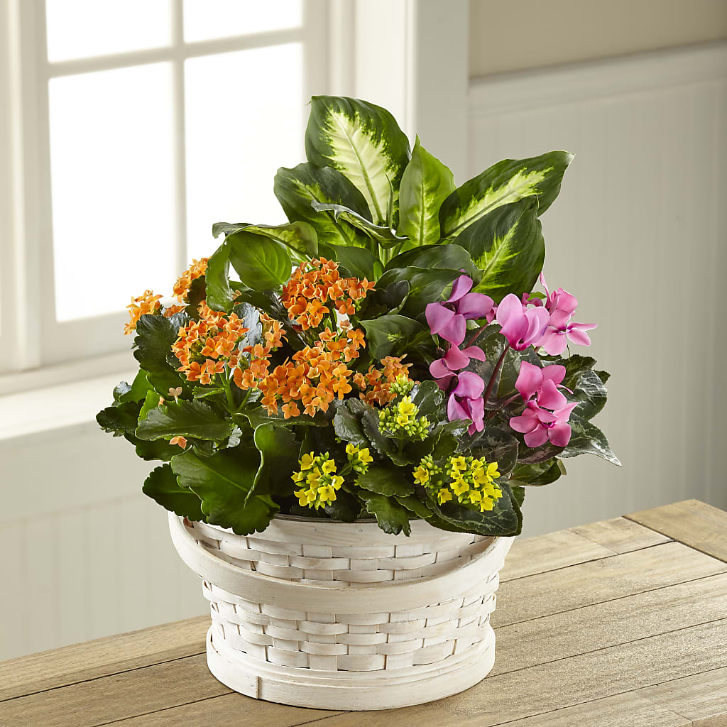 Color Crush Dishgarden – Savannah Flower Market, Savannah GA