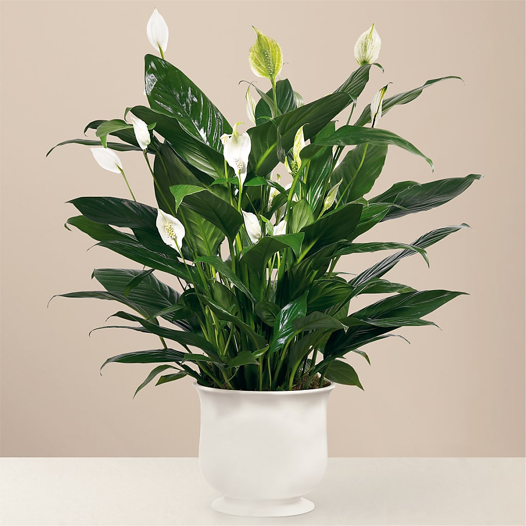 Comfort Planter – Savannah Flower Market, Savannah GA