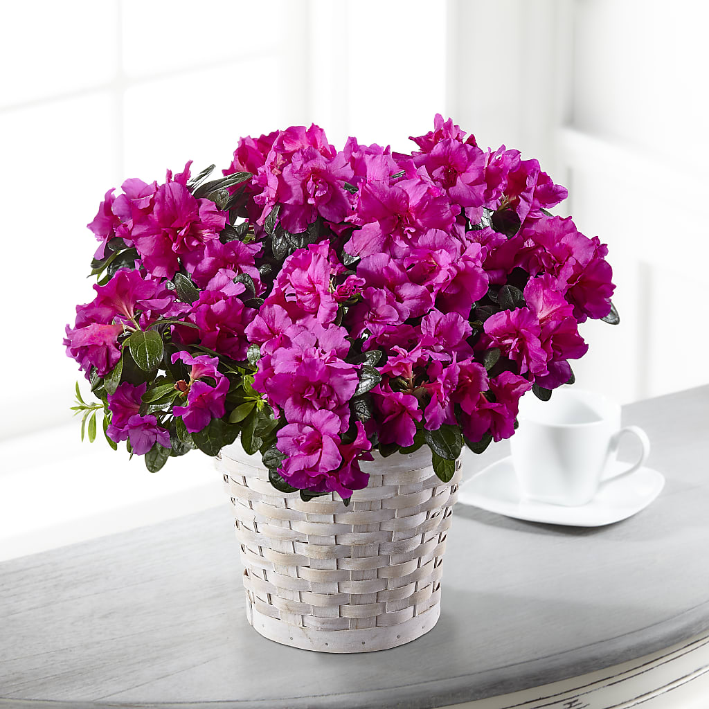 Hope & Serenity Azalea Plant – Savannah Flower Market, Savannah GA
