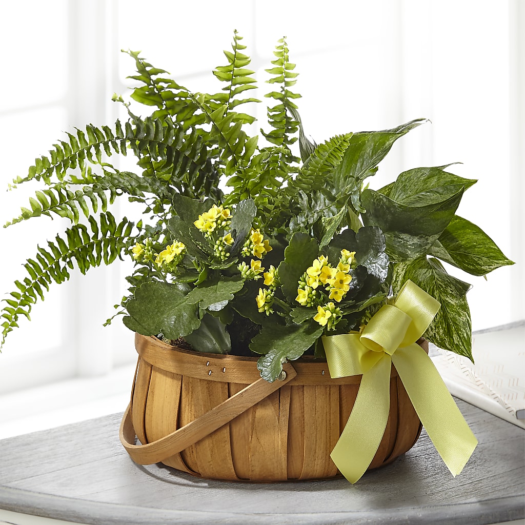 Always Dear Dishgarden – Savannah Flower Market, Savannah GA
