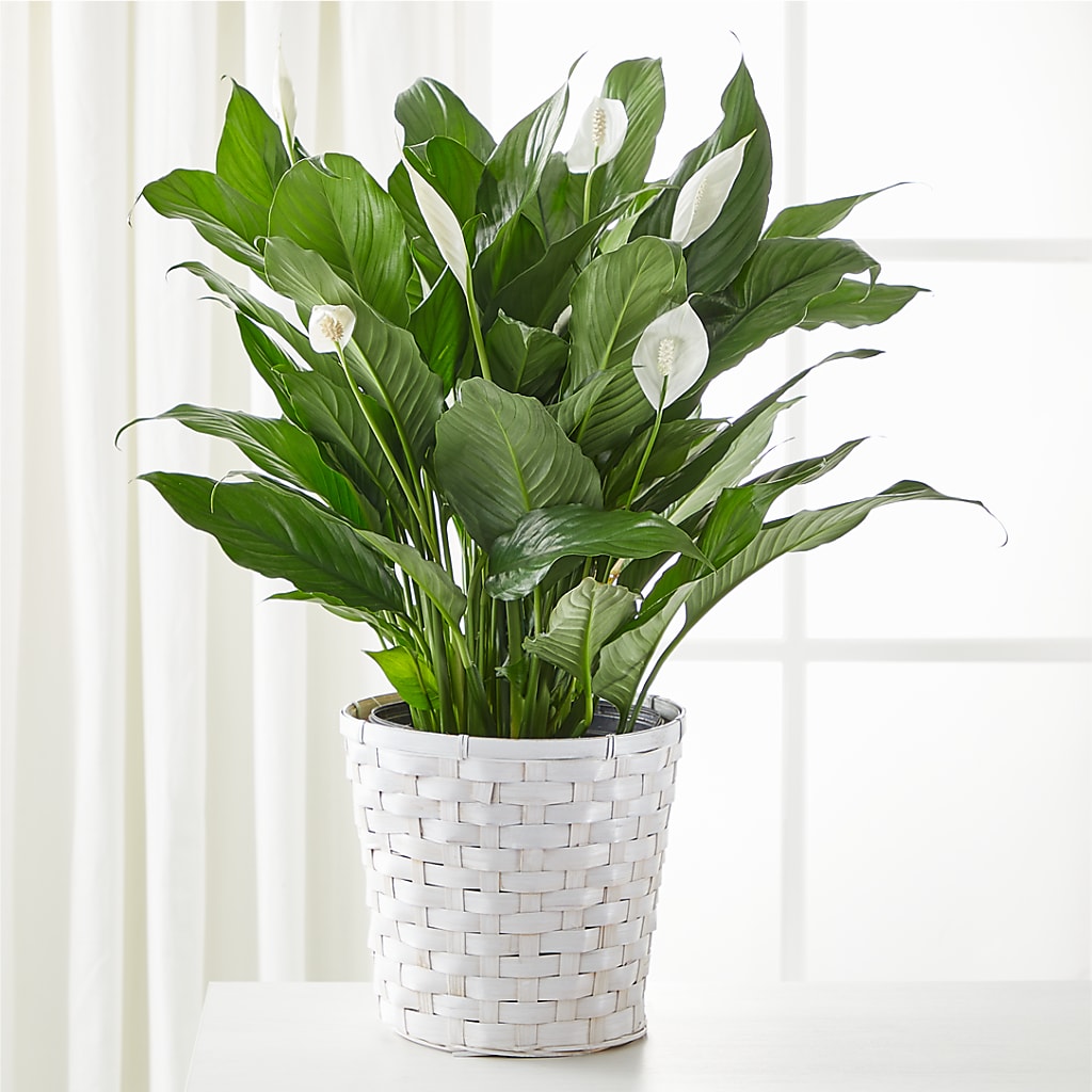 A New Leaf Peace Lily – Savannah Flower Market, Savannah GA