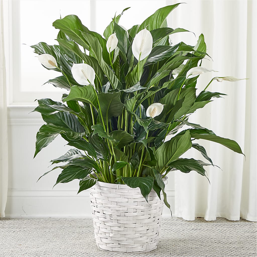 A New Leaf Peace Lily – Savannah Flower Market, Savannah GA