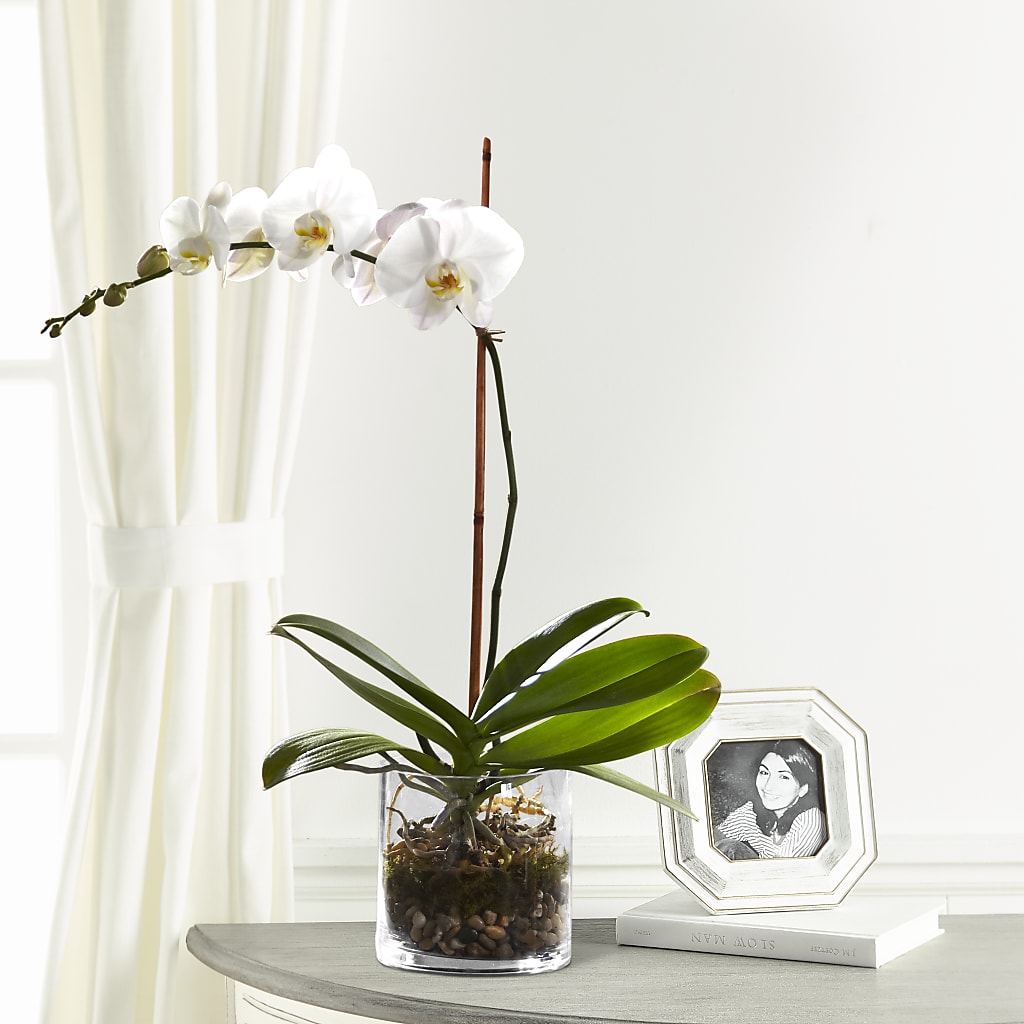 White Orchid Planter – Savannah Flower Market, Savannah GA