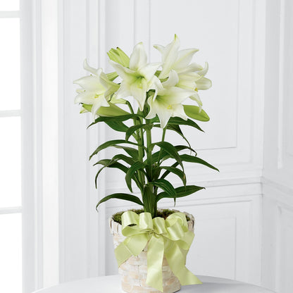 Easter Lily Plant –  Savannah Flower Market, Savannah GA