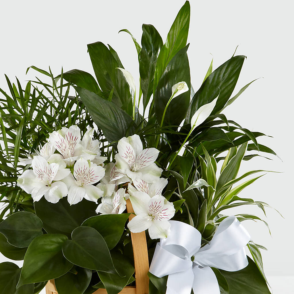 Peace & Serenity Dishgarden –  Savannah Flower Market, Savannah GA