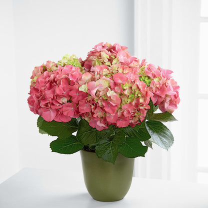 Pink Hydrangea Planter –  Savannah Flower Market, Savannah GA