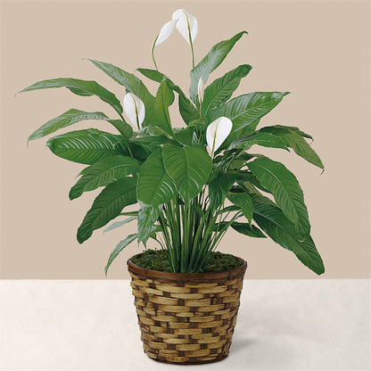 Tranquil Moments Peace Lily Plant –  Savannah Flower Market, Savannah GA