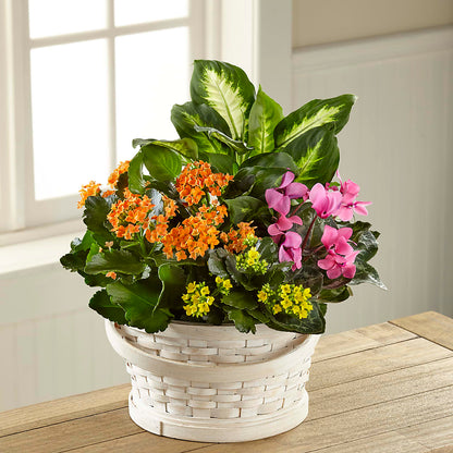 Color Crush Dishgarden –  Savannah Flower Market, Savannah GA