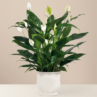 Comfort Planter –  Savannah Flower Market, Savannah GA