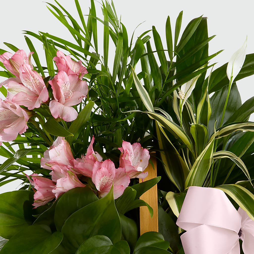 Living Spirit Dishgarden –  Savannah Flower Market, Savannah GA