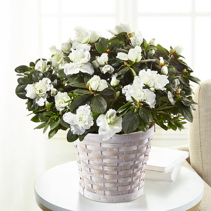White Azalea Plant –  Savannah Flower Market, Savannah GA