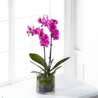 Pink Orchid Plant –  Savannah Flower Market, Savannah GA