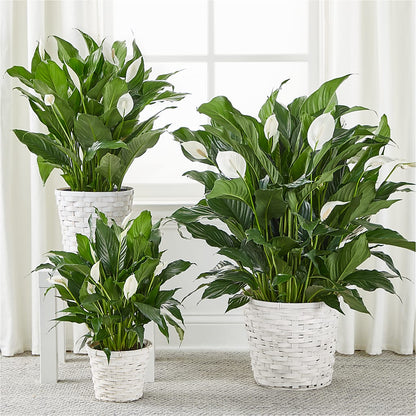 A New Leaf Peace Lily –  Savannah Flower Market, Savannah GA