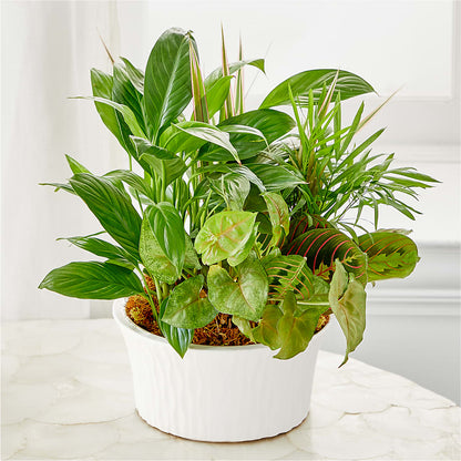 Balance & Harmony Dishgarden –  Savannah Flower Market, Savannah GA