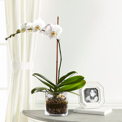 White Orchid Planter –  Savannah Flower Market, Savannah GA